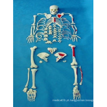 Modelo médico de alta qualidade da anatomia do corpo de esqueleto corporal (R020109)